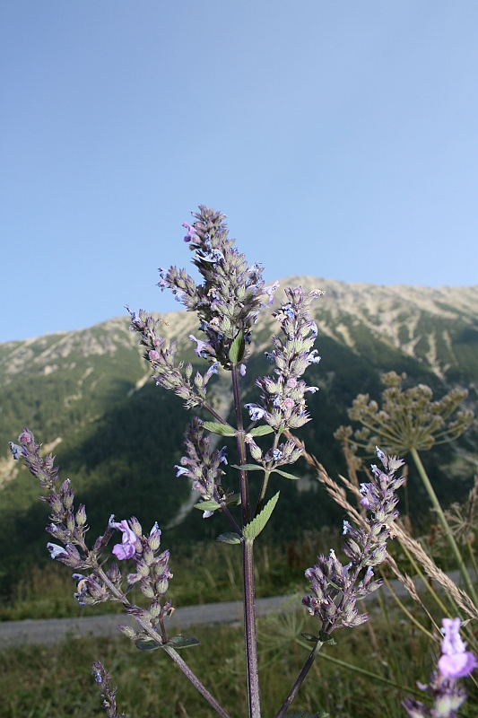 Bulgaria 2008 845